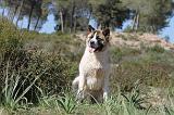 AKITA AMERICAIN 058